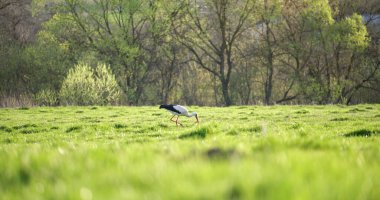 Leylek kuşu yeşil çimlerde yürüyor yiyecek arıyor..