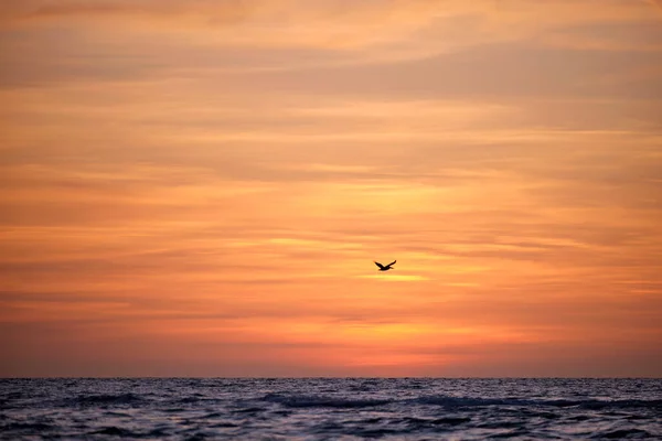 Pelican Bird Flying Dramatic Red Ocean Waves Sunset Soft Evening — Foto de Stock