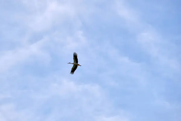 Stork Bird Spread Wings Flying Soaring High Blue Sky — Fotografia de Stock