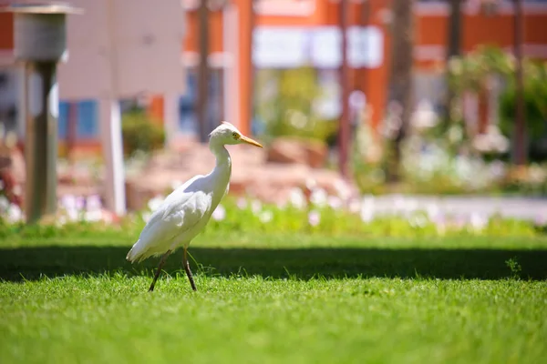 Pájaro Salvaje Garceta Blanca También Conocido Como Bubulcus Ibis Caminando — Foto de Stock