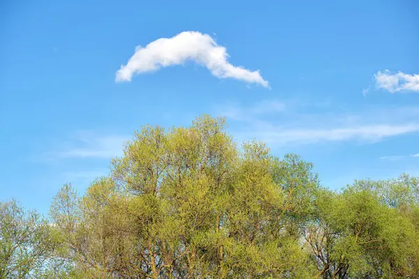 White Cloud Blue Sky Green Tree Top Sunny Summer Spring — Stok Foto