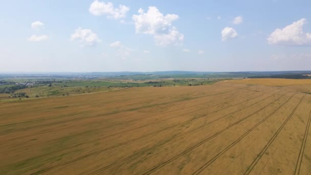 Sarı Ekili Tarla Manzarası Açık Yaz Gününde Olgunlaşmış Buğdayla Birlikte — Stok video