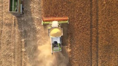 Buğday tarlasında hasat mevsiminde çalışan hasat ve kargo karavanının hava görüntüsü. Çiğ tahıl kavramının tarım ve taşımacılığı.