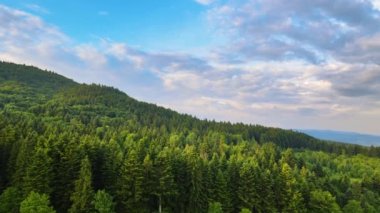 Dağ tepelerini kaplayan koyu ladin ağaçlı yeşil çam ormanlarının havadan görünüşü. Yukarıdan orman manzarası yok.