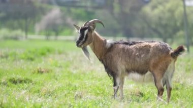 Uzun sakallı, yeşil çayırlarda otlayan yerli süt keçisi. Çiftlik arazilerinde sığır beslemek.