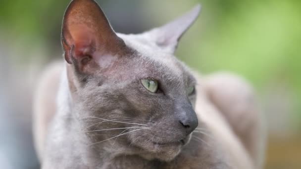 Große Graue Wütend Aussehende Sphinx Rasse Streunende Katze Ruht Auf — Stockvideo