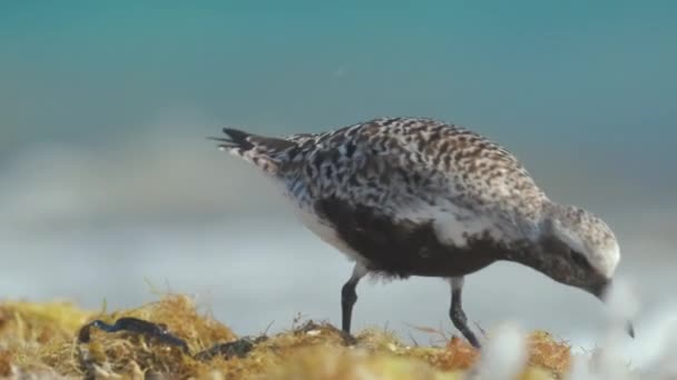 Zwarte Bellied Plover Wilde Zeevogels Zoek Naar Voedsel Aan Zee — Stockvideo
