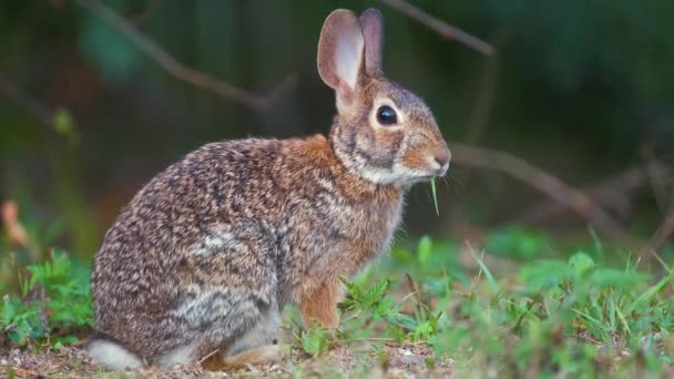 Серый Заяц Ест Траву Летнем Поле Дикий Кролик Природе — стоковое видео