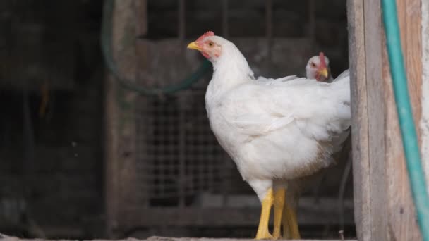 Tyúkok Hagyományos Vidéki Tanyát Esznek Házi Csirke Áll Pajtában Szabadtartású — Stock videók