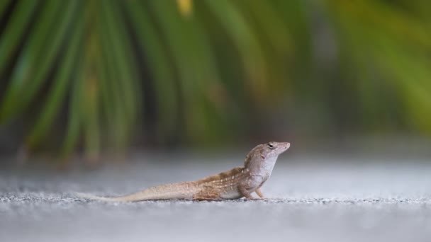 Macro Closeup Soprado Sozinho Lagarto Aquecimento Sol Verão Anolis Sagrei — Vídeo de Stock