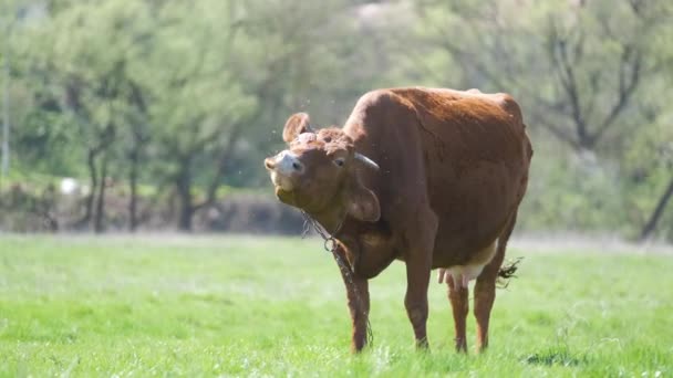 Süt Ineği Yaz Günü Yeşil Çiftlik Otlaklarında Otlayan Sineklerden Bıktı — Stok video