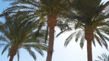 Güzel yeşil hindistan cevizi palmiyeleri mavi gökyüzüne karşı tropikal sahilde rüzgarda sallanıyor. Yaz tatili kavramı.
