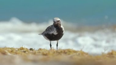 Kara Göbekli Plover yazın deniz kenarında yiyecek arayan vahşi deniz kuşları..