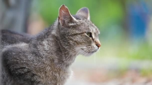 Big Gray Stray Cat Resting Parked Car Steet Outdoors Summer — Stock Video