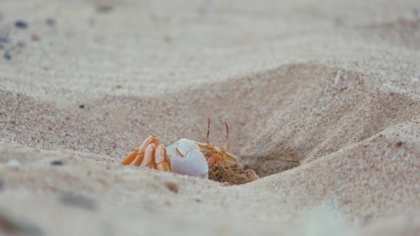 Zblízka divoký krab skrývající se v písku díra na mořské pláži.