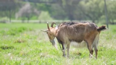 Uzun sakallı, yeşil çayırlarda otlayan yerli süt keçisi. Çiftlik arazilerinde sığır beslemek.