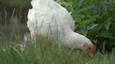 Geleneksel kırsal çiftlik çiftliğinde tavuk besleniyor. Bahçedeki çimlerin üzerinde yeşil çimlerle duran evcil tavuk. Serbest tarım kümes hayvanları konsepti.
