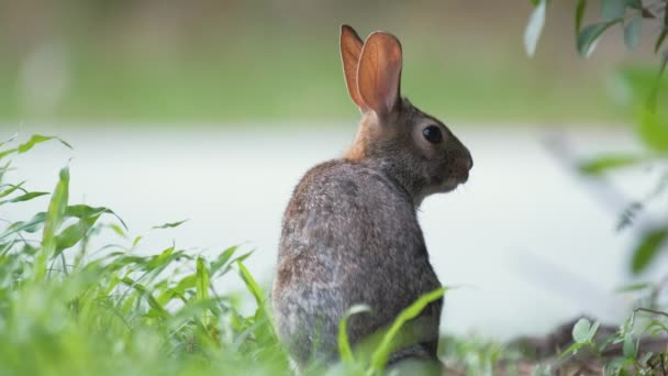 Grauer Kleiner Hase Frisst Gras Auf Sommerwiese Wildkaninchen Der Natur — Stockvideo