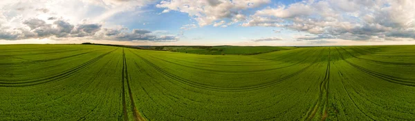 Vista Aérea Paisagem Campos Agrícolas Cultivados Verdes Com Culturas Crescimento — Fotografia de Stock