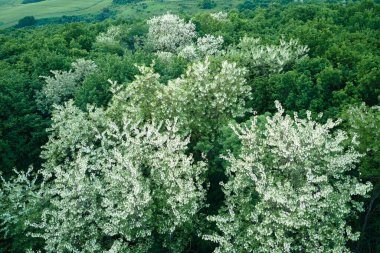 İlkbaharda çiçek açan yeşil ağaçların olduğu koyu yemyeşil ormanın havadan görünüşü..