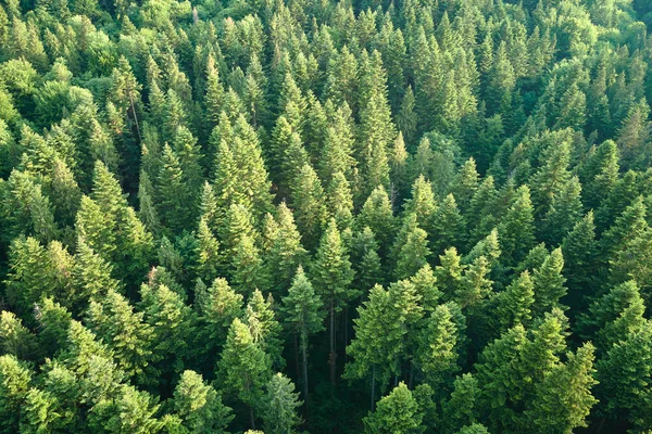 Koyu ladin ağaçlı yeşil çam ormanının havadan görünüşü. Yukarıdan orman manzarası yok.
