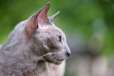 Büyük gri kızgın Sfenks yazın açık havada dinlenen başıboş bir kedi doğuruyor..