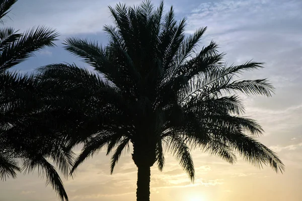Beautiful Green Coconut Palm Trees Tropical Beach Evening Sky Summer — Stockfoto