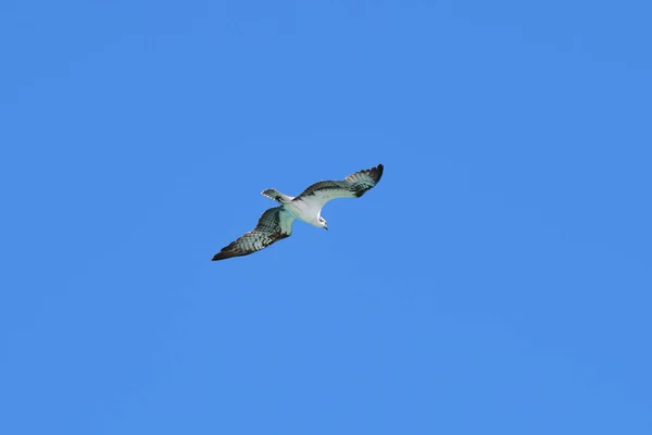 Beautiful Wild Bird Eagle Spread Wings Flying High Blue Sky — Stockfoto