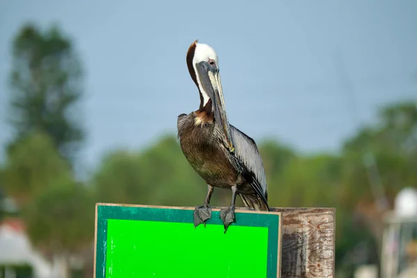 Big Brown Pelican Perched Bright Board Sign Sunny Summer Day — Fotografie, imagine de stoc