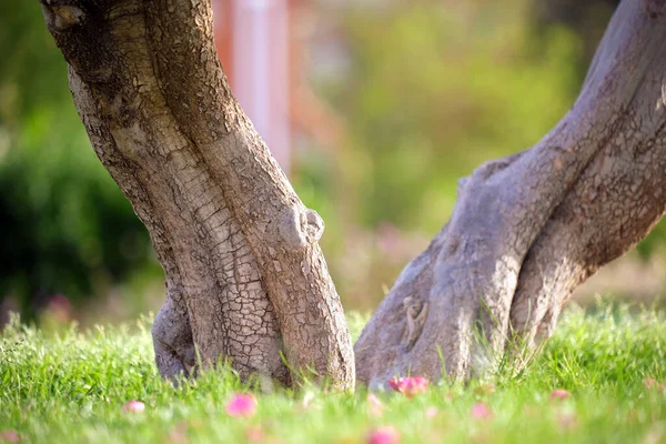 Big Tree Growing Green Lash Grass Agriculture Gardening — Φωτογραφία Αρχείου