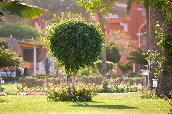 Fechar Árvore Verde Fresca Com Tronco Madeira Folhas Verdes Vibrantes — Fotografia de Stock