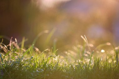 Yazın çimlerin üzerinde büyüyen uzun bıçaklı yeşil çimenlerin yakınına..