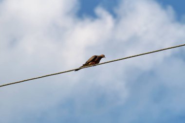 Gri güvercin telefonda yüksekte oturuyor ya da mavi gökyüzü arka planında elektrik kablosu.