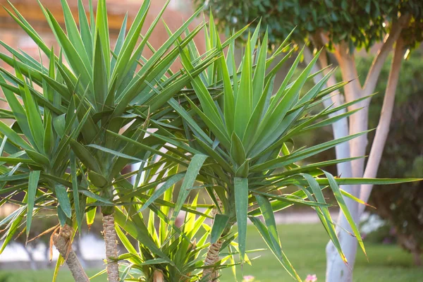 Gros Plan Plantes Tropicales Vertes Dans Jardin Été — Photo