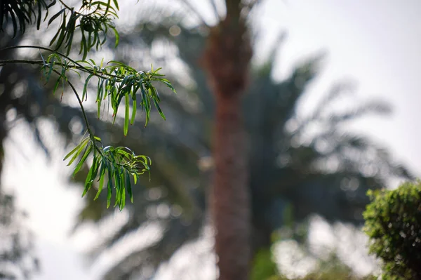 Gros Plan Plantes Tropicales Vertes Dans Jardin Été — Photo