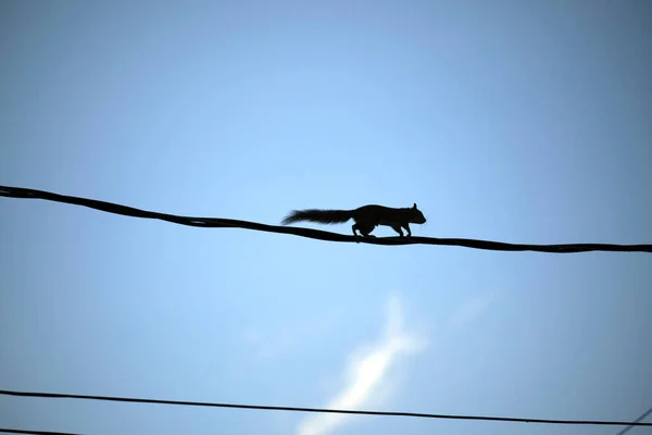 Silhueta Escura Esquilo Correndo Alto Longo Cabo Elétrico Telefônico Fundo — Fotografia de Stock