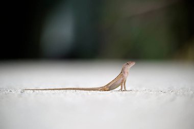 Makro, yaz güneşinde ısınan kertenkeleye yakın çekim. Anolis sagrei, Florida 'da yaşayan küçük bir sürüngen..