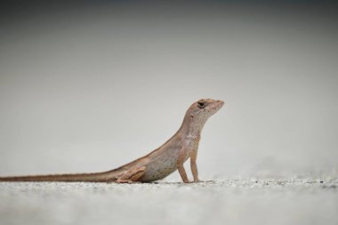 Makro, yaz güneşinde ısınan kertenkeleye yakın çekim. Anolis sagrei, Florida 'da yaşayan küçük bir sürüngen..
