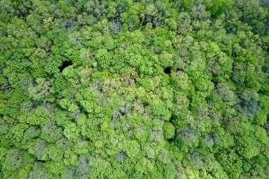 Yazın yeşil ağaçlı, koyu yemyeşil ormanların tepeden aşağı düz manzarası..
