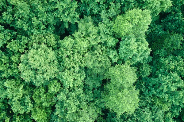 Top Płaski Widok Lotu Ptaka Ciemny Bujny Las Zielonych Drzew — Zdjęcie stockowe