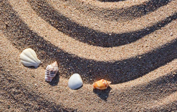 Travel Vacation Season Summer Holiday Background Top View Sea Shells — Stockfoto
