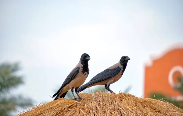 Two Raven Birds Sitting Top Straw Umbrella Beach Bright Blue — Fotografie, imagine de stoc