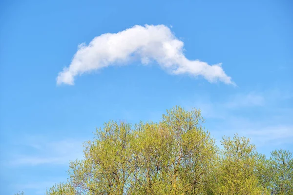 Awan Putih Langit Biru Atas Puncak Pohon Hijau Pada Musim — Stok Foto