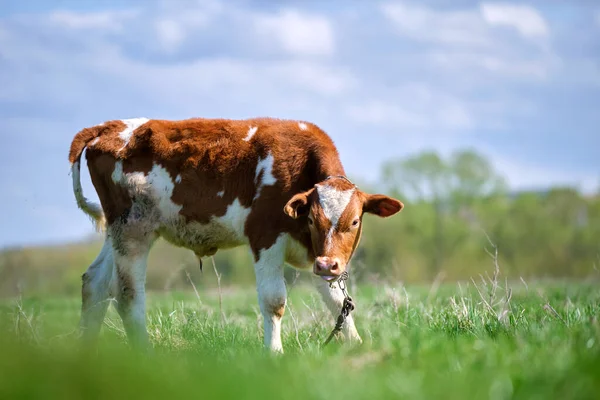 Young Calf Grazing Green Farm Pasture Summer Day Feeding Cattle — Stock Photo, Image