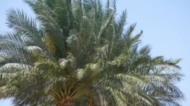 Güzel yeşil hindistan cevizi palmiyeleri mavi gökyüzüne karşı tropikal sahilde rüzgarda sallanıyor. Yaz tatili kavramı.