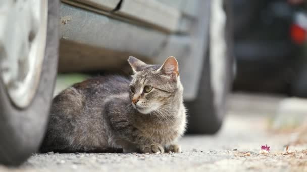Duży Szary Kot Odpoczywa Pod Zaparkowanym Samochodem Steet Zewnątrz Lecie — Wideo stockowe