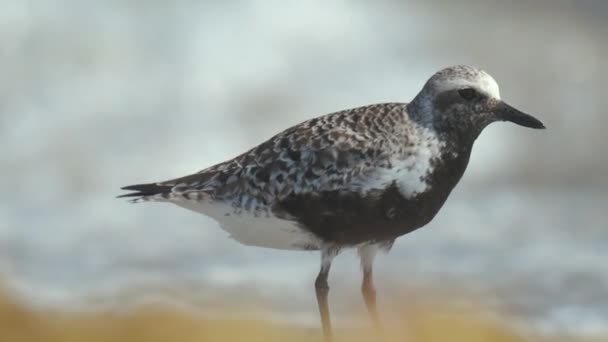 Zwarte Bellied Plover Wilde Zeevogels Zoek Naar Voedsel Aan Zee — Stockvideo