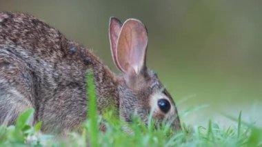 Gri küçük tavşan yaz tarlasında ot yiyor. Vahşi tavşan doğada.