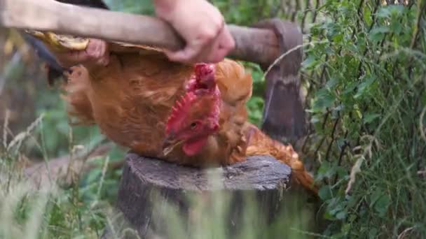 Farmer Cutting Domestic Chicken Head — Stockvideo