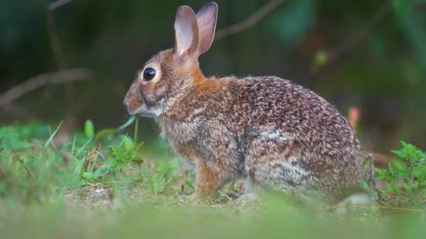 夏の畑で草を食べる灰色の小さなウサギ 自然の中で野生ウサギ — ストック動画